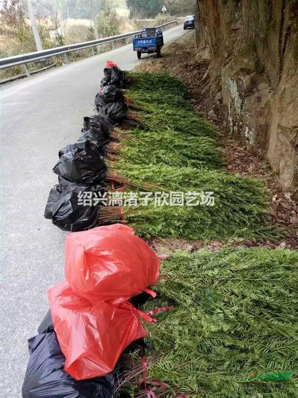 大量紅豆杉小苗 自產自銷 農戶價