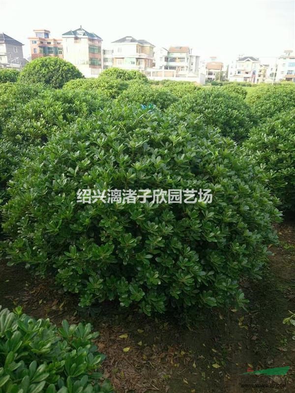 大量精品海桐球大球 冠副1.8米至2.5米 自產自銷 農戶價