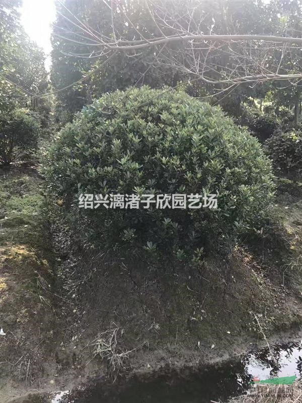 大量精品海桐球大球 冠副1.8米至2.5米 自產自銷 農戶價