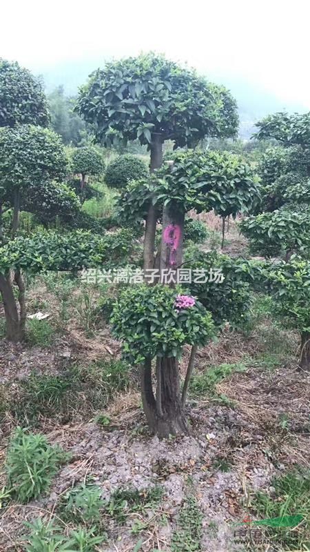 造型精品小葉女貞 