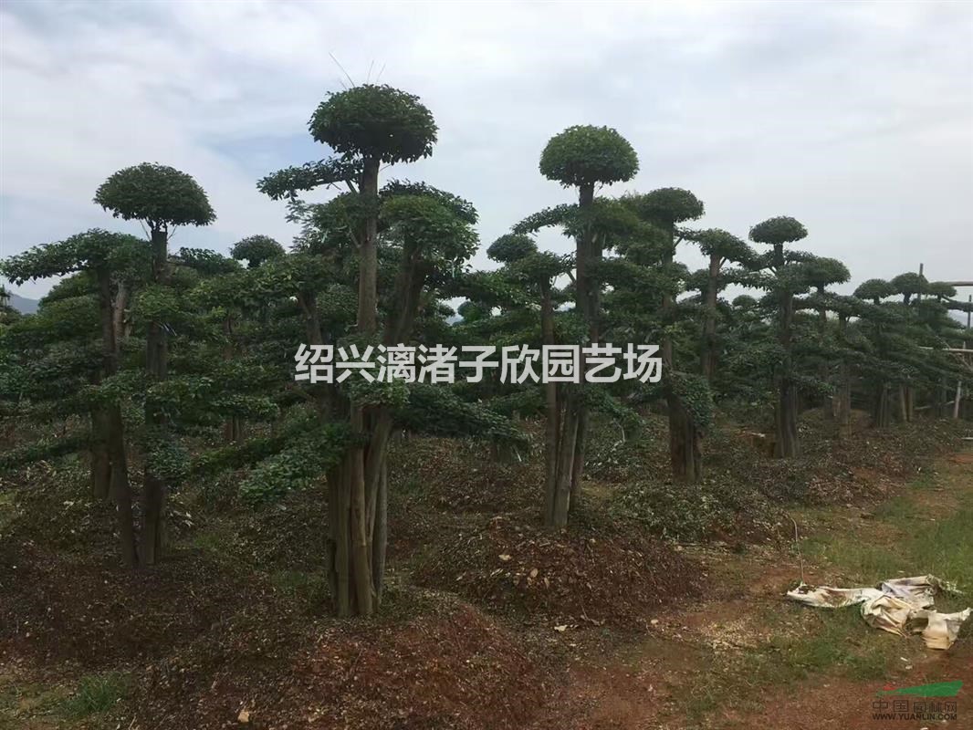 造型精品小葉女貞 