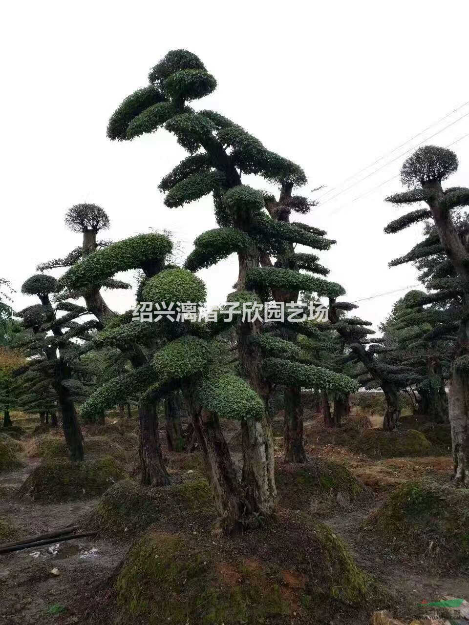 造型精品小葉女貞 