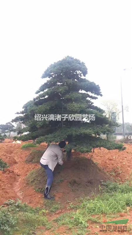 造型精品五針?biāo)?適合別墅 高檔小區(qū) 造型優(yōu)美 