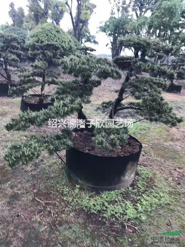 造型精品五針?biāo)?適合別墅 高檔小區(qū) 造型優(yōu)美 