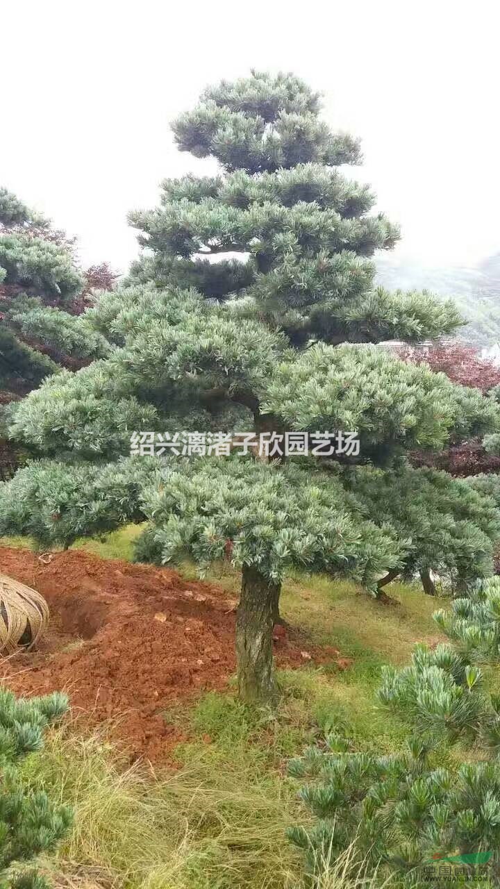 造型精品五針?biāo)?適合別墅 高檔小區(qū) 造型優(yōu)美 