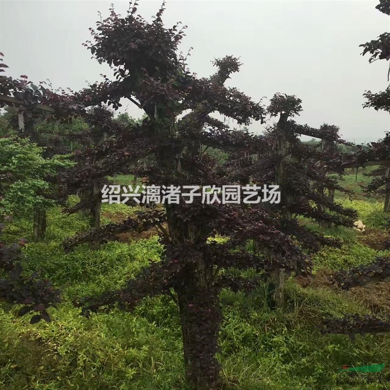 造型紅花繼木樁 適合別墅，高檔小區