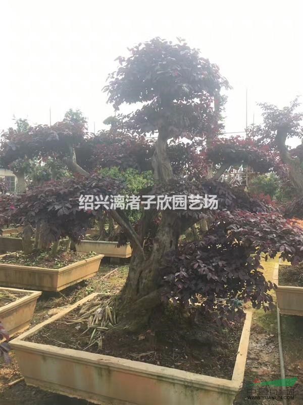 造型紅花繼木樁 適合別墅，高檔小區