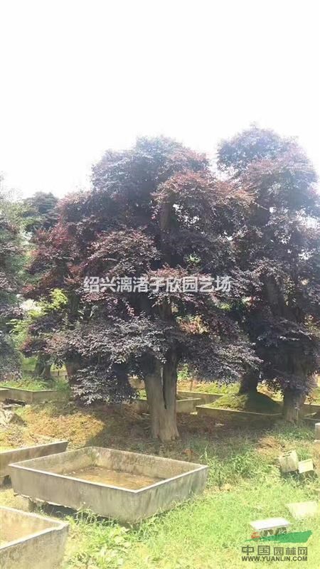 造型紅花繼木樁 適合別墅，高檔小區