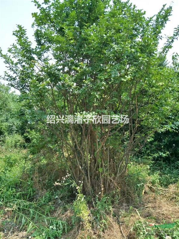 大量精品叢生大紫薇 冠副2.5米至3.5米 自產自銷