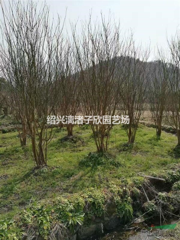 大量精品叢生大紫薇 冠副2.5米至3.5米 自產自銷