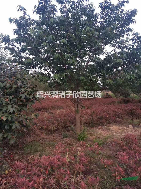 大量精品大櫻花 地徑8至15公分 自產自銷 農戶價