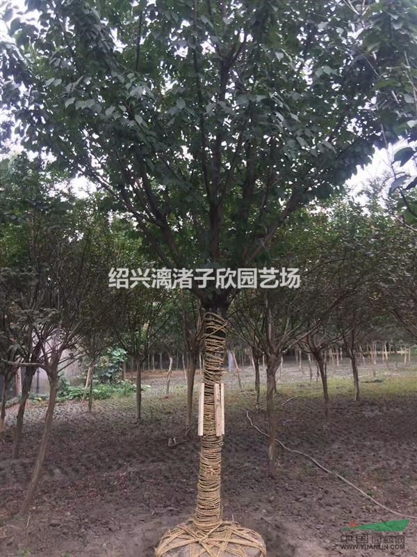 大量精品大櫻花 地徑8至15公分 自產自銷 農戶價