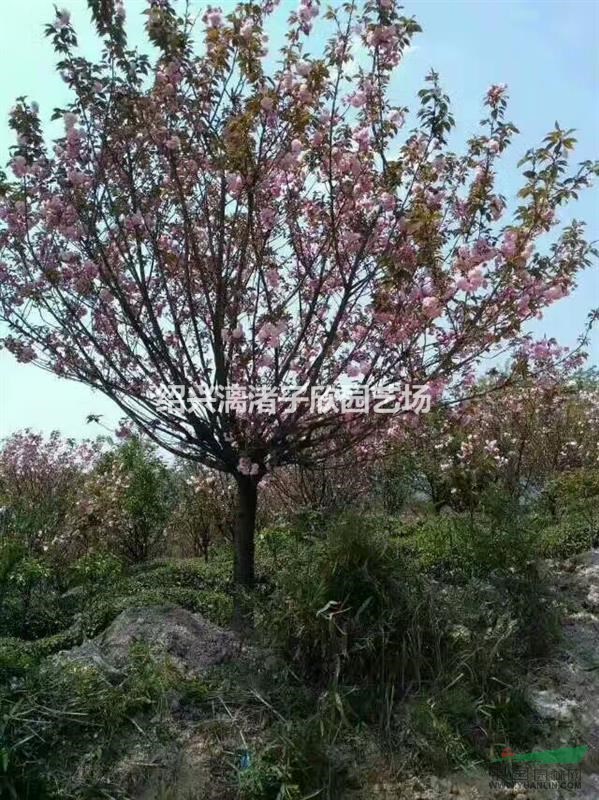 大量精品大櫻花 地徑8至15公分 自產自銷 農戶價