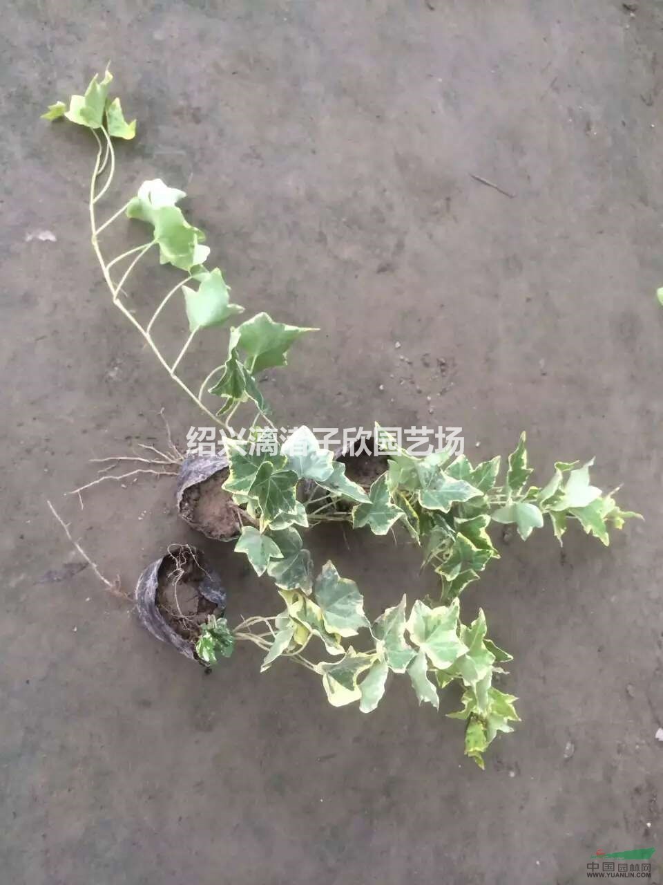大量花葉長春藤  長度25至50厘米 自產(chǎn)自銷 農(nóng)戶價(jià)