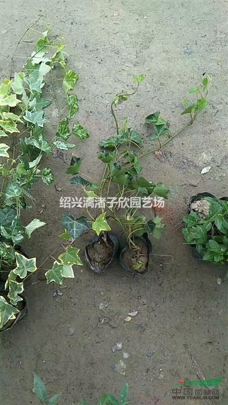 大量花葉長春藤  長度25至50厘米 自產(chǎn)自銷 農(nóng)戶價(jià)