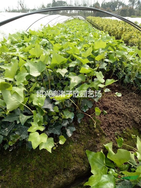 大量長(zhǎng)春藤小苗 長(zhǎng)度25至50厘米 自產(chǎn)自銷 農(nóng)戶價(jià)
