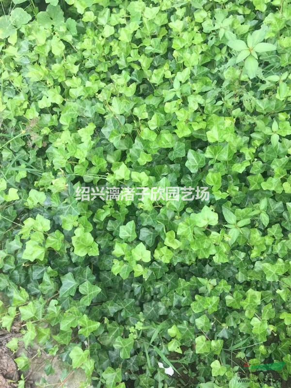 大量長(zhǎng)春藤小苗 長(zhǎng)度25至50厘米 自產(chǎn)自銷 農(nóng)戶價(jià)