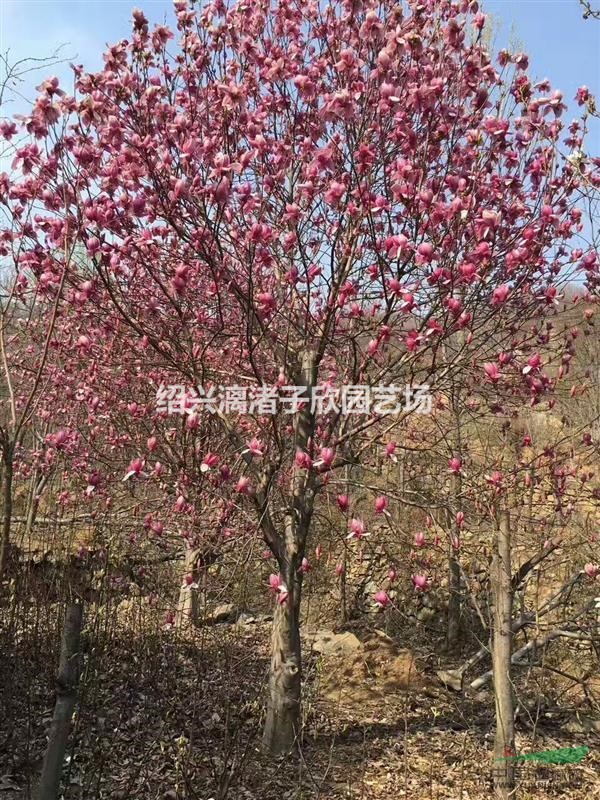 精品红白玉兰 地径 8至15公分 