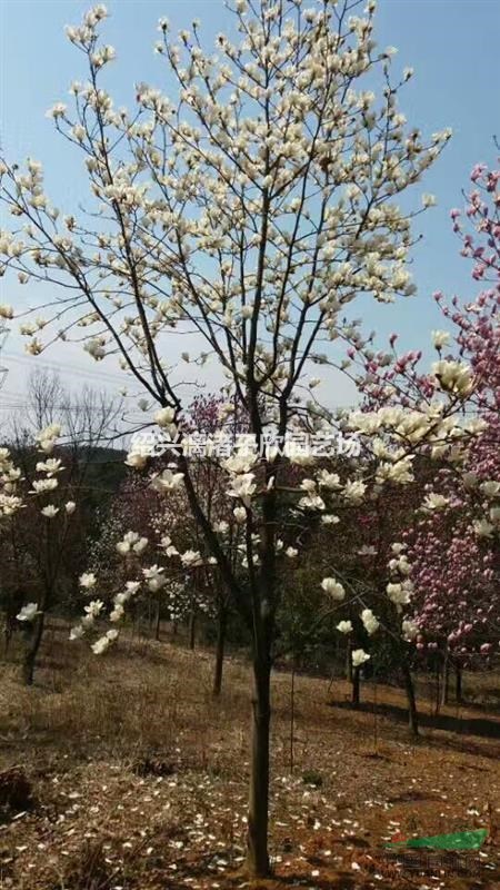 精品红白玉兰 地径 8至15公分 