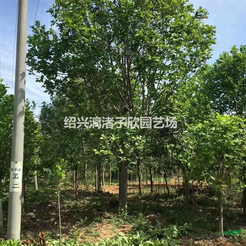 精品红白玉兰 地径 8至15公分 