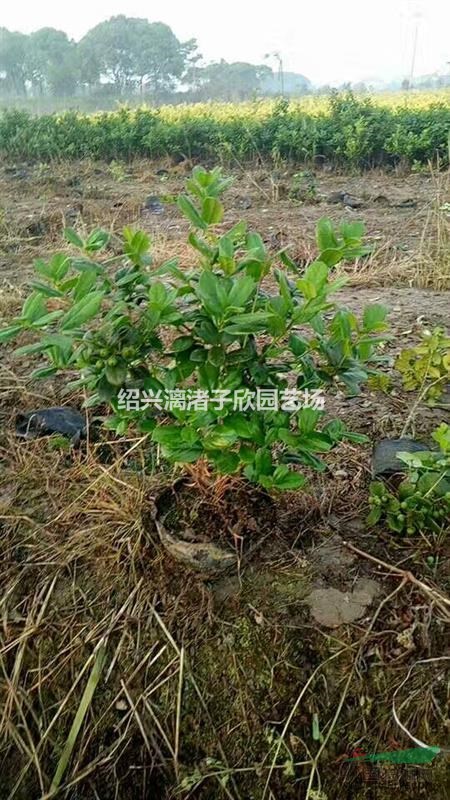精品大杯無刺枸骨 高度35厘米冠副30厘米