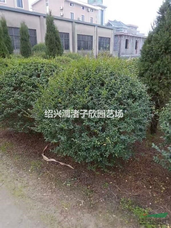 精品水蠟球  冠副80厘米至2米  自產自銷