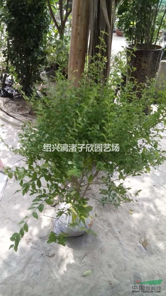 精品水蠟小毛球 冠副30厘米至45厘米 自產自銷