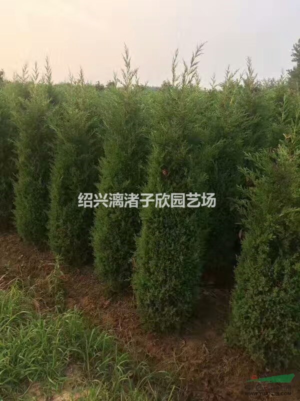 大量精品蜀檜  自產自銷 高度50厘米至2米