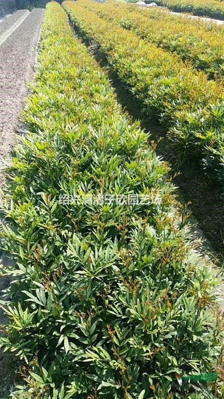 大量窄葉十大功勞小毛球 高度45厘米 冠副30厘米至45厘米