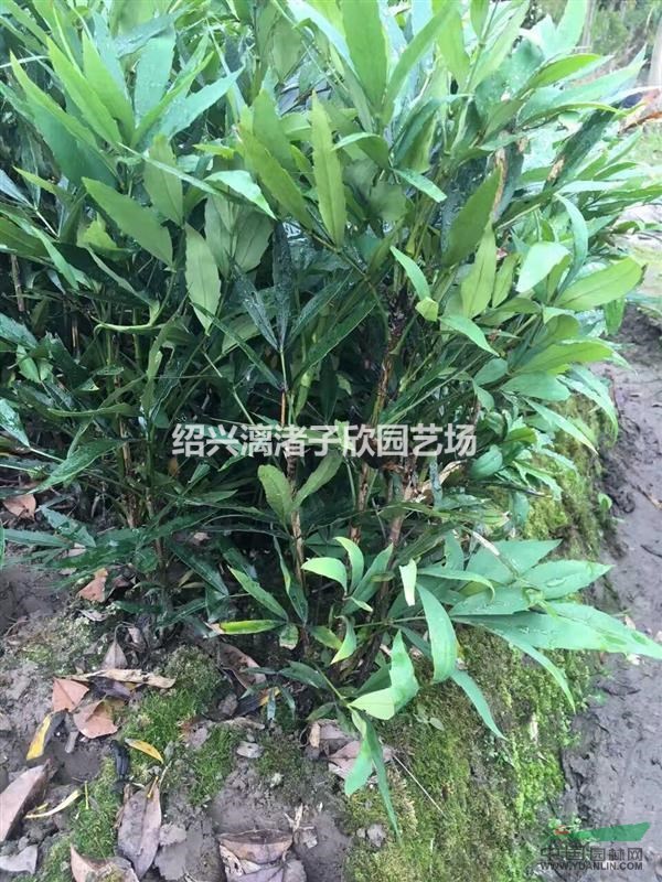 大量窄葉十大功勞小毛球 高度45厘米 冠副30厘米至45厘米