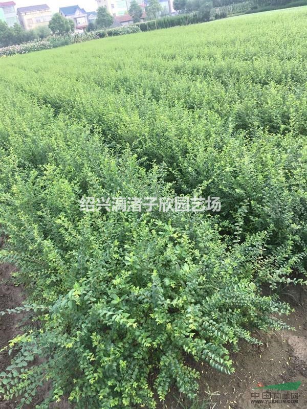 大量水蠟小苗  高度50厘米左右