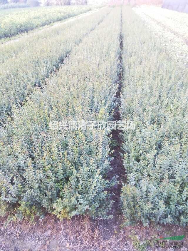 大量水蠟小苗  高度50厘米左右
