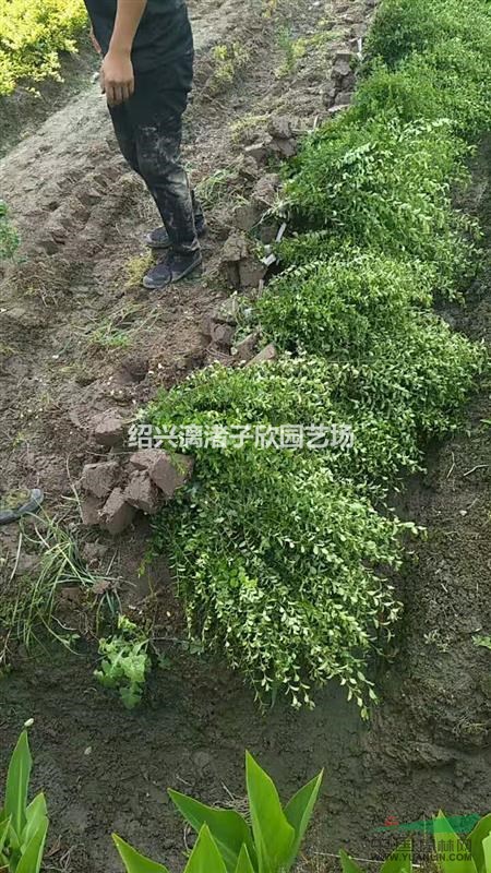 精品水蠟小毛球 冠副30厘米至45厘米 自產自銷