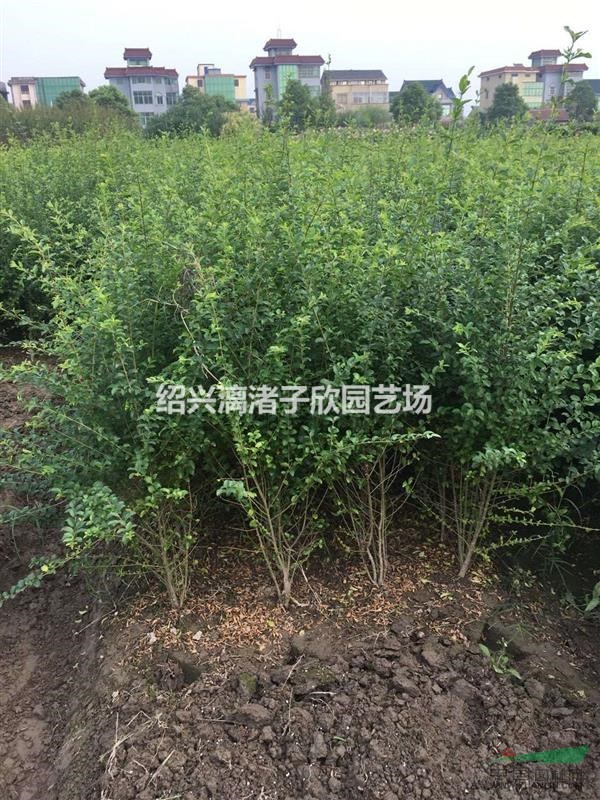 精品水蠟小毛球 冠副30厘米至45厘米 自產自銷