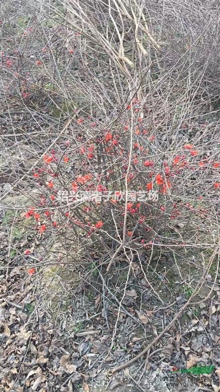  貼梗海棠球 冠副80厘米至1.2米 自產(chǎn)自銷