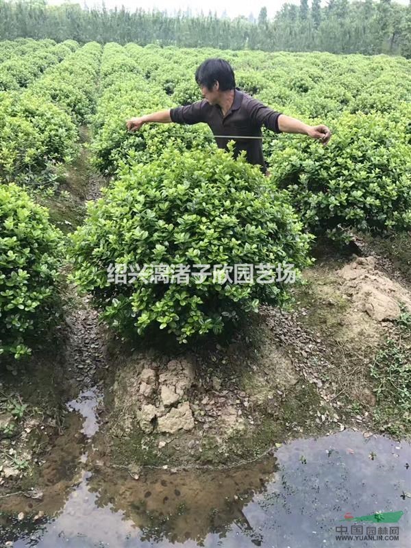 精品無刺枸骨球 冠副1.2米至2.5米 