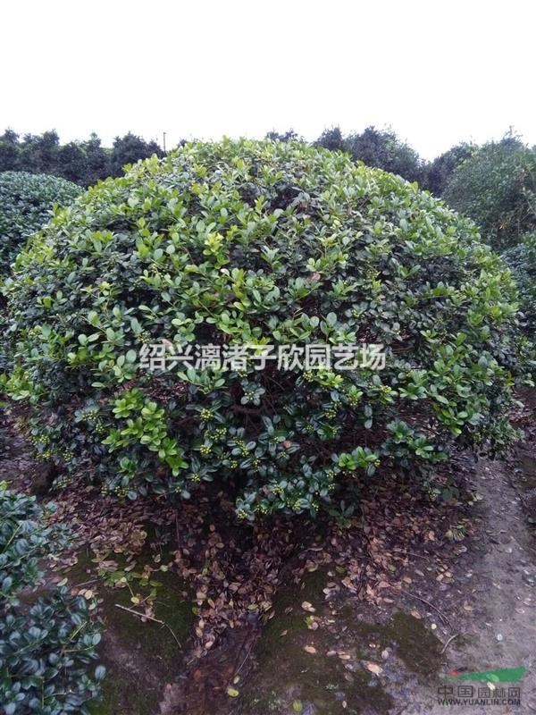 精品無刺枸骨球 冠副1.2米至2.5米 