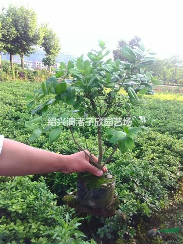 精品大杯無刺枸骨 高度35厘米冠副30厘米