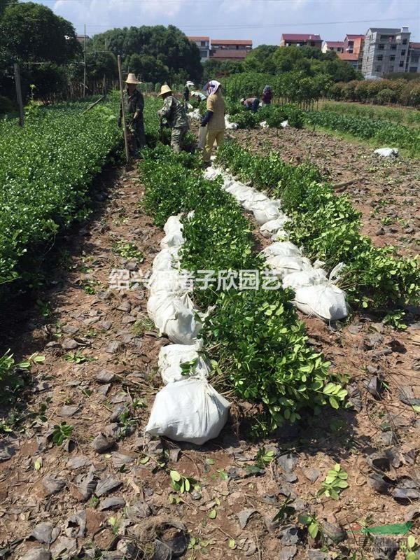 大量小杯無(wú)刺枸骨 高度35厘米左右