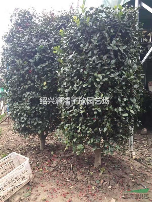 造型精品無刺枸骨柱子