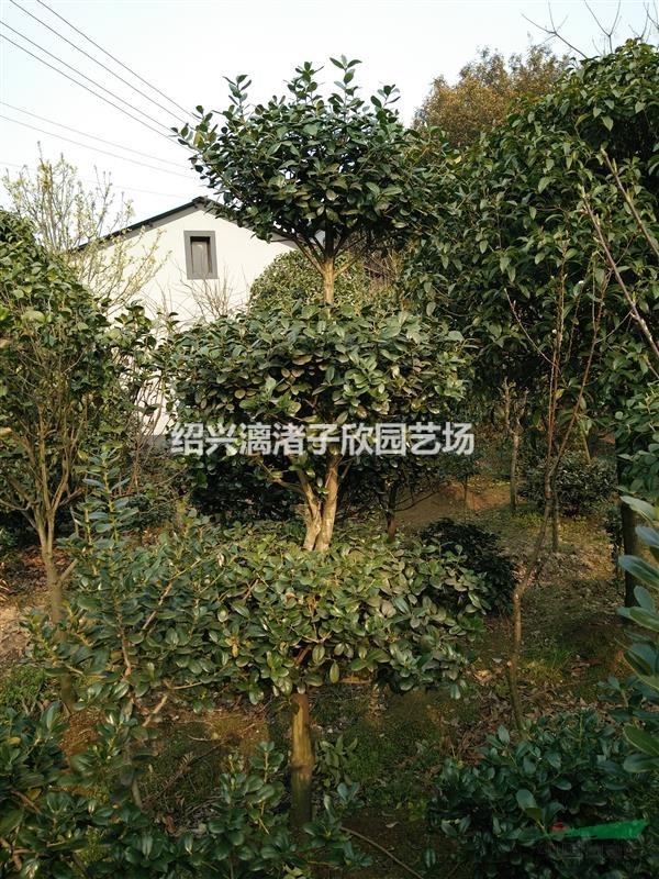 精品造型無刺枸骨 層次形狀 適合高檔小區別墅庭院