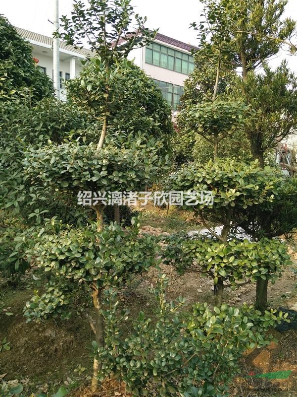 精品造型無刺枸骨 層次形狀 適合高檔小區別墅庭院