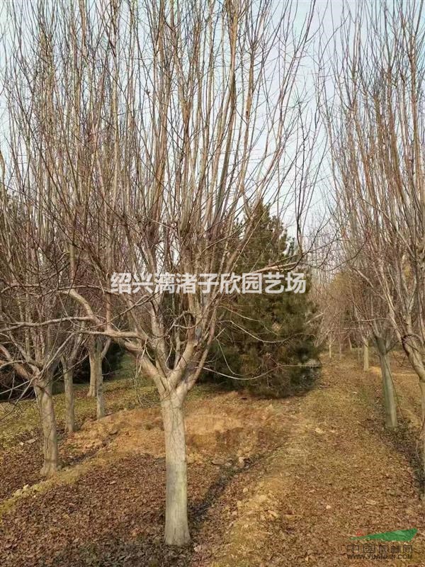 大量精品西府海棠 地徑2至12公分 自產自銷