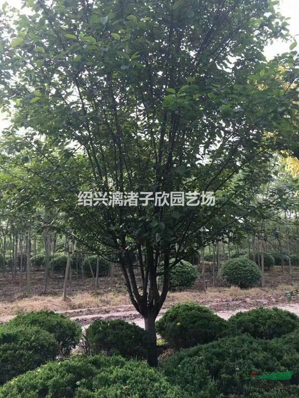 大量精品西府海棠 地徑2至12公分 自產自銷