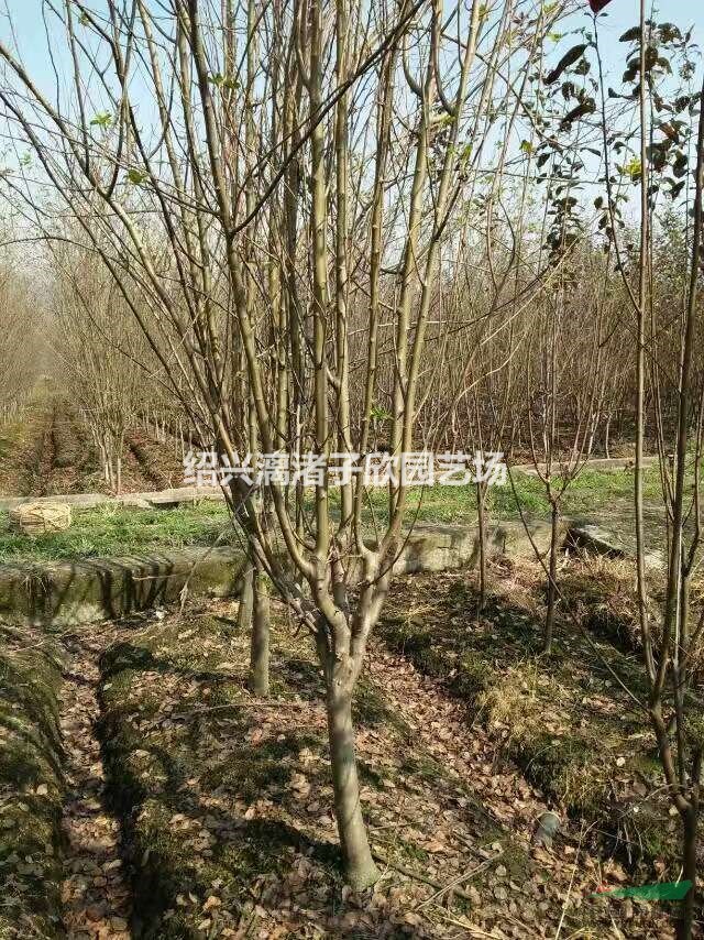 大量精品西府海棠 地徑2至12公分 自產自銷