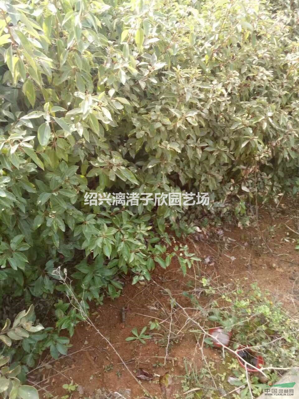 大量香樟小苗 自產自銷