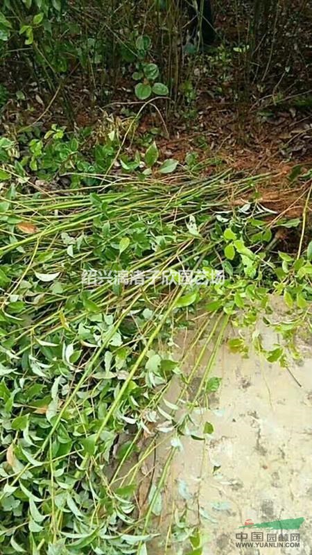 大量香樟小苗 自產自銷