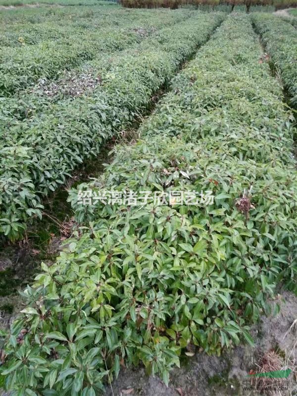 大量香樟小苗 自產自銷