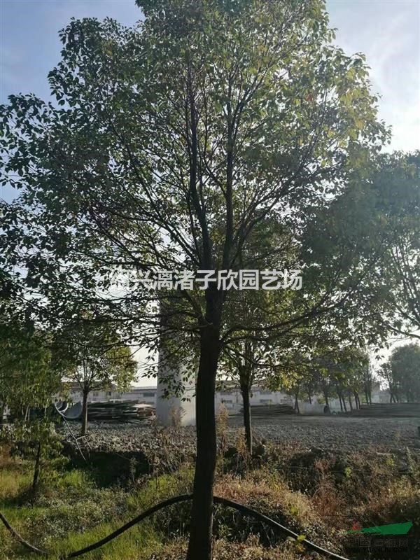 精品大香樟 自產自銷 胸徑8至35公分