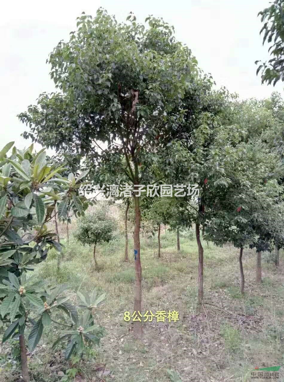 大量精品小香樟 自產自銷 胸徑3至7公分